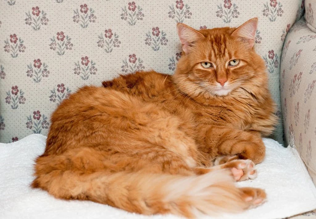 Gillie resting on a couch