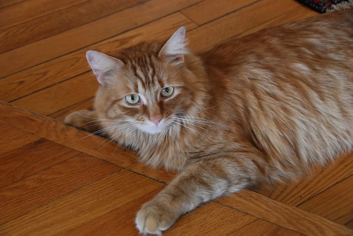 Gillie lying on a wood floor