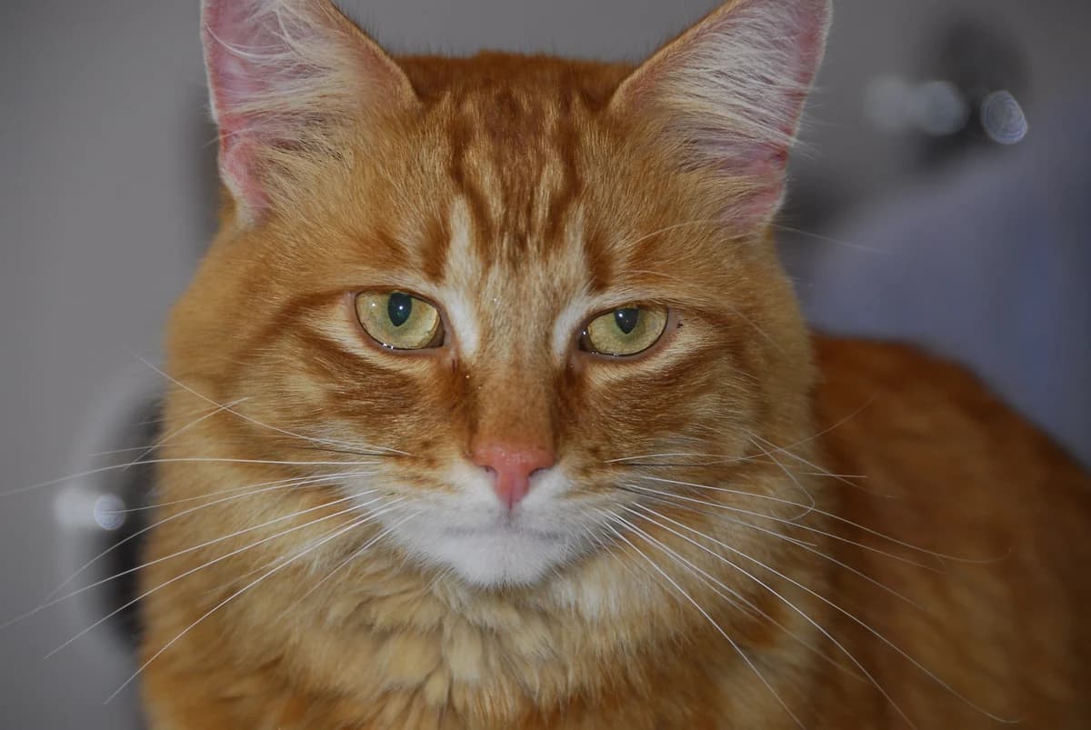 Gillie looking toward the camera