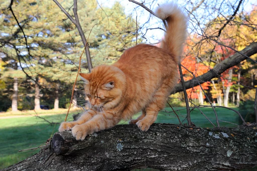 Gillie standing on a tree branch