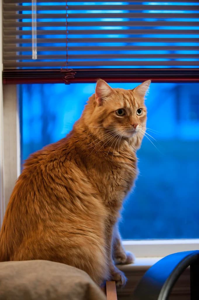 Gillie sitting beside a window